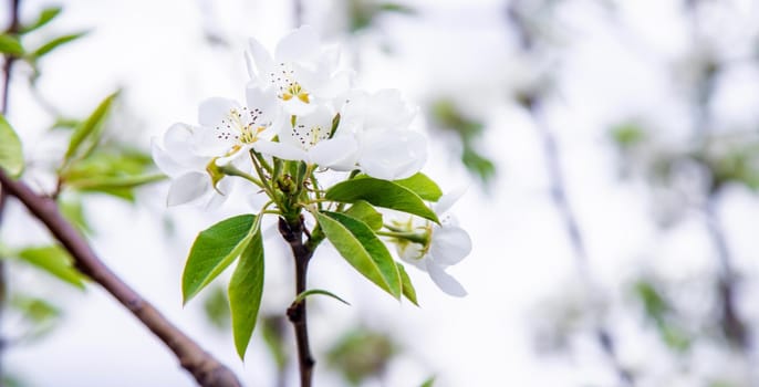 Blooming tree in the garden. Selective focus nature.