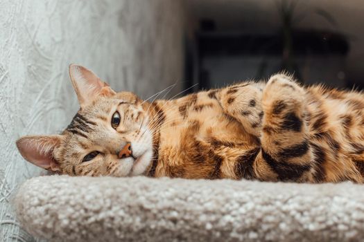 Young cute bengal cat laying on a soft cat's shelf of a cat's house indoors.