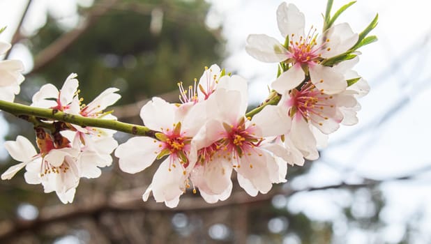 Blooming tree in spring. Fresh pink flowers on branch of fruit tree. Selective focus.nature