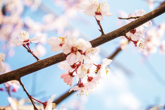 Blooming tree in spring. Fresh pink flowers on branch of fruit tree. Selective focus.nature