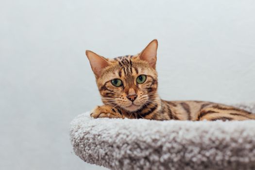 Young cute bengal cat laying on a soft cat's shelf of a cat's house indoors.