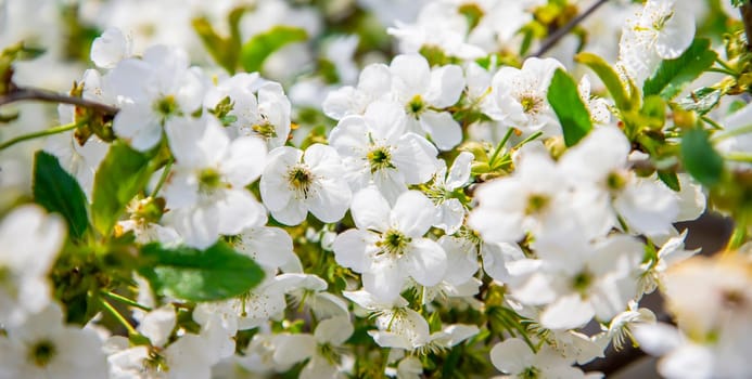 Blooming tree in the garden. Selective focus nature.