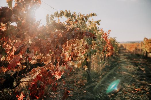 Beautiful clusters of ripening grapes in the sun. Grape plantation in the sunset light. Beautiful vine with grapes. Wine Making concept. Grape business.