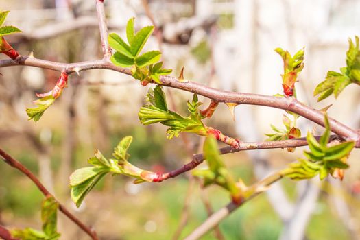 Blooming tree at spring, fresh pink flowers on the branch of fruit tree, plant blossom abstract background, seasonal nature beauty, dreamy soft focus picture