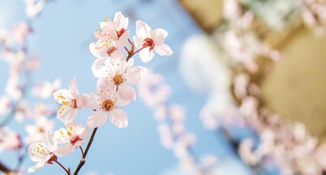 Blooming tree in spring. Fresh pink flowers on branch of fruit tree. Selective focus.nature