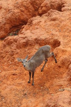 deer standing on the red dry soil