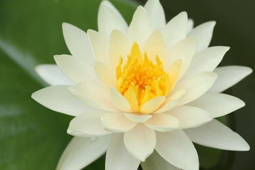 close up of white lotus or water lily