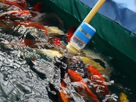 Feeding Koi fish with milk bottle in farm