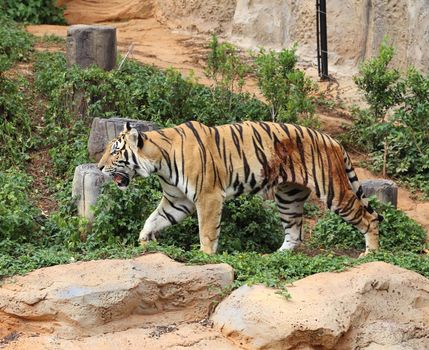 bengal tiger resting in the zoo