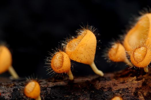 Champagne mushroom (coat mushroom or mushroom hair) in a forest