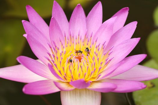 pink lotus or water lily with bee 