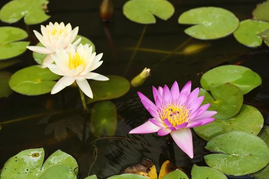 pink and white lotus or water lily on the pond