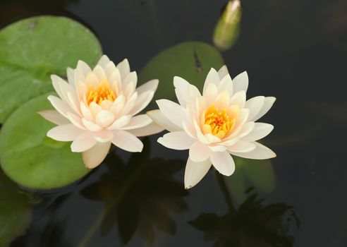 white lotus or water lily in the pond