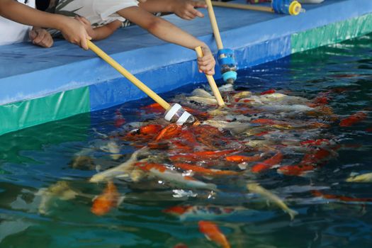 Feeding Koi fish with milk bottle in farm