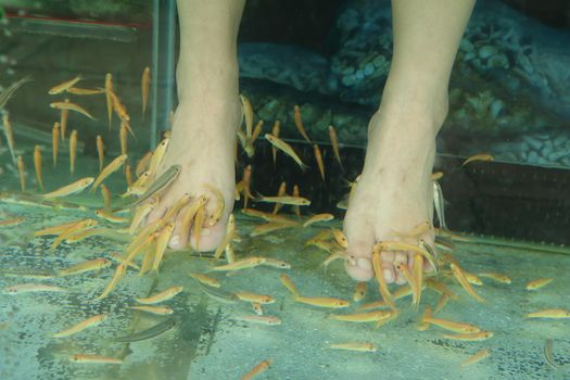 Fish Spa for foot Skin Therapy