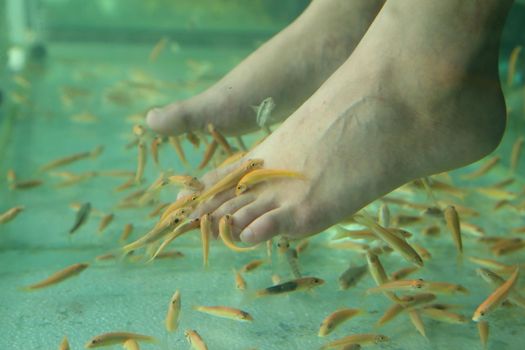 Fish Spa for foot Skin Therapy