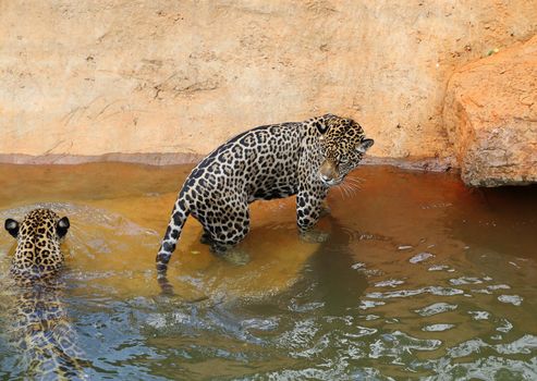 jaguar tiger cat resting and swimming in the zoo