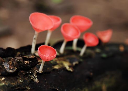 Champagne mushroom in rain forest, Thailand