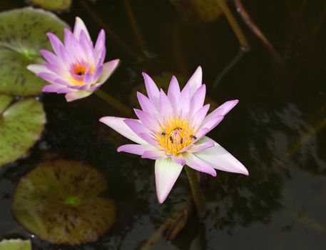 pink lotus or water lily on the pond