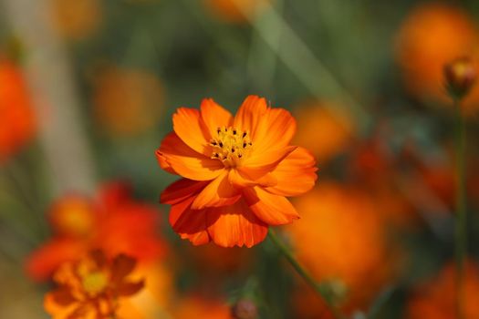 beautiful orange cosmos flower in the garden