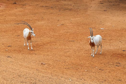 Thomson's Gazelle standing on the dry clay