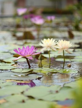 pink and white lotus or water lily on the pond