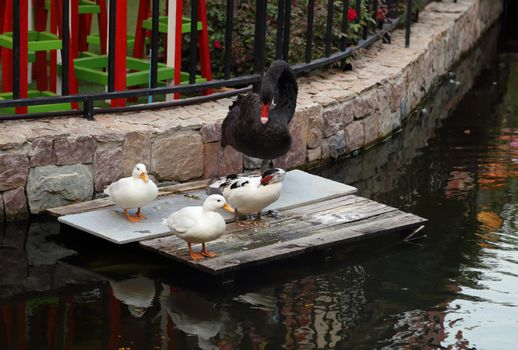 black swan and three duck near the pond