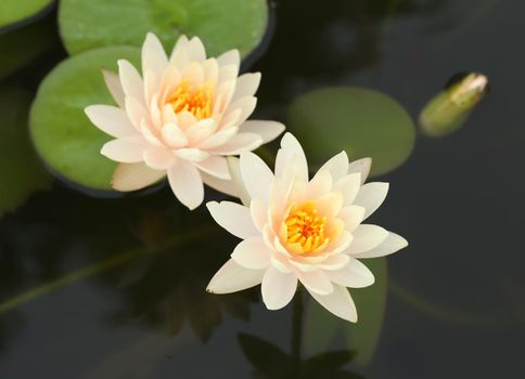 white lotus or water lily in the pond