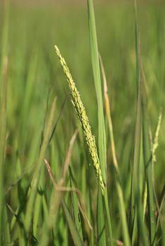 close up of Rice spike in the paddy field