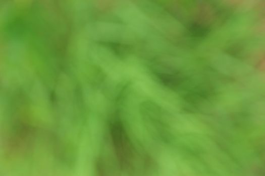 natural blur abstract and background (defocused)