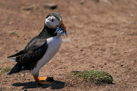 Atlantic puffin (Fratercula arctica) carrying small fish in its beak to feed its chick on Skomer Island off the coast of Pembrokeshire in Wales, United Kingdom