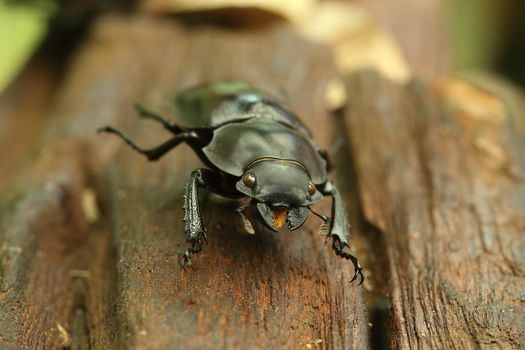 Beetle on wood in the forest