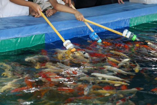 Feeding Koi fish with milk bottle in farm