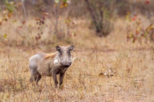common warthog in Kruger National park, South Africa ; Specie Phacochoerus africanus family of Suidae