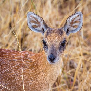 Sharpe grysbok in Kruger National park, South Africa ; Specie Raphicerus sharpei family of Bovidae