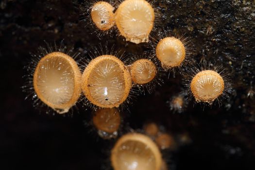 Champagne mushroom (coat mushroom or mushroom hair) in a forest