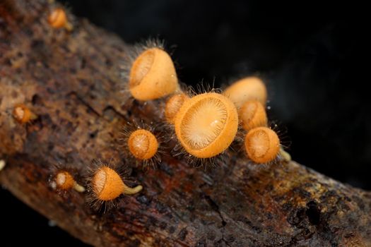 Champagne mushroom (coat mushroom or mushroom hair) in a forest