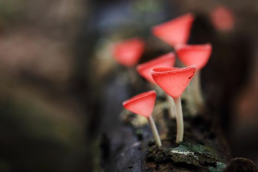 Champagne mushroom in rain forest, Thailand