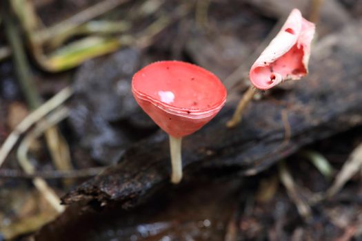 Champagne mushroom in rain forest, Thailand