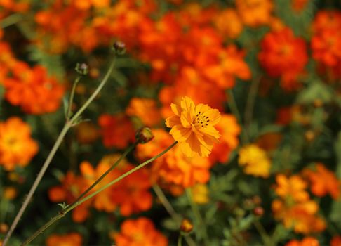 beautiful orange cosmos flower in the garden