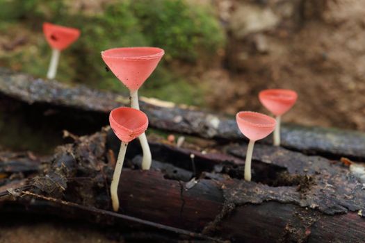 Champagne mushroom in rain forest, Thailand