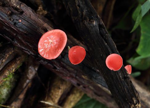 Champagne mushroom in rain forest, Thailand