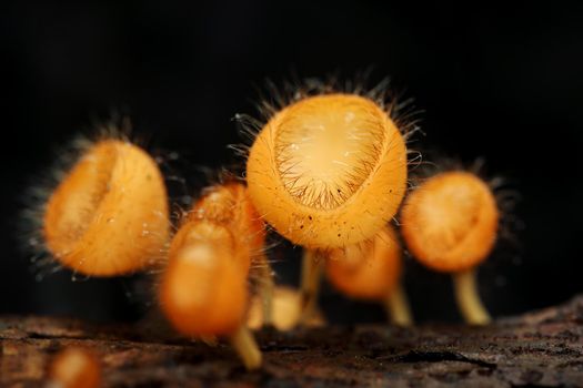 Champagne mushroom (coat mushroom or mushroom hair) in a forest