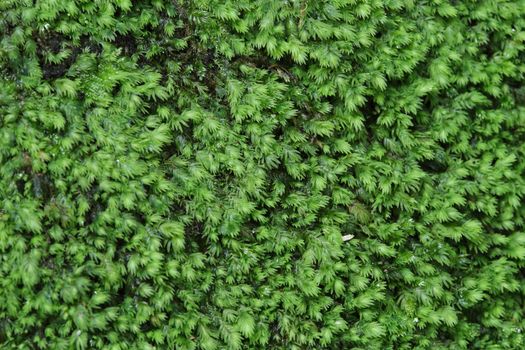 Green moss backgruond close up in the forest