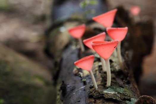 Champagne mushroom in rain forest, Thailand