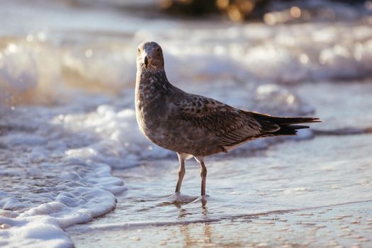 A young Pacific Gull pecks and eats a dead fish on a beach at sunrise in Sorrento, Victotria, Australia