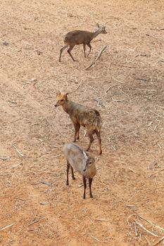 deer standing on the red dry soil