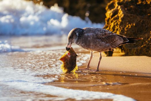 A young Pacific Gull pecks and eats a dead fish on a beach at sunrise in Sorrento, Victotria, Australia