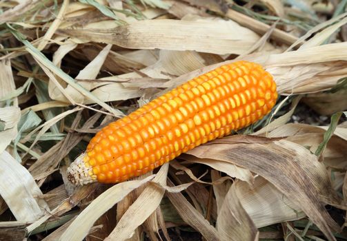 fresh raw corn after harvest in field