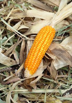 fresh raw corn after harvest in field